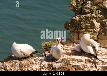 Un groupe d'oiseaux nicheurs du Gannet du Nord (Morus bassanus) avec des poussins, était assis au côlon à Bridlington (RSPB Bempton Cliffs). Des gantets nichant sur la falaise. Banque D'Images