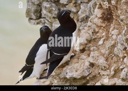 Une paire d'oiseaux de Razorbill se sont assis sur un bord de falaise le long de la côte britannique (RSPB Bempton Cliffs). Le Razor-Baught Auk (Alca torda) est un oiseau de mer AKA Lesser Auk. Banque D'Images