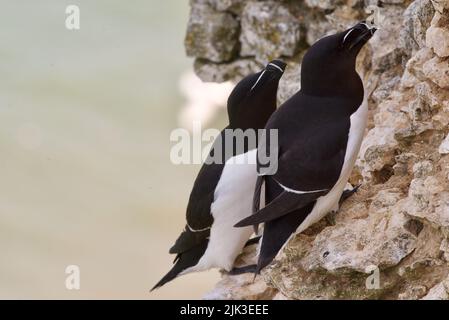 Une paire d'oiseaux de Razorbill se sont assis sur un bord de falaise le long de la côte britannique (RSPB Bempton Cliffs). Le Razor-Baught Auk (Alca torda) est un oiseau de mer AKA Lesser Auk. Banque D'Images