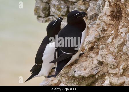 Une paire d'oiseaux de Razorbill se sont assis sur un bord de falaise le long de la côte britannique (RSPB Bempton Cliffs). Le Razor-Baught Auk (Alca torda) est un oiseau de mer AKA Lesser Auk. Banque D'Images