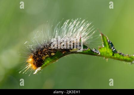 caterpillar sur une feuille fraîche Banque D'Images