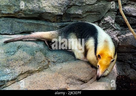 tamandua du Nord (Tamandua mexicana). Il est distribué en Amérique centrale et dans le nord-ouest de l'Amérique du Sud Banque D'Images