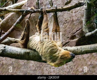 Le Sloth à deux doigts (Choloepus didactylus) est suspendu sur une branche d'arbre Banque D'Images
