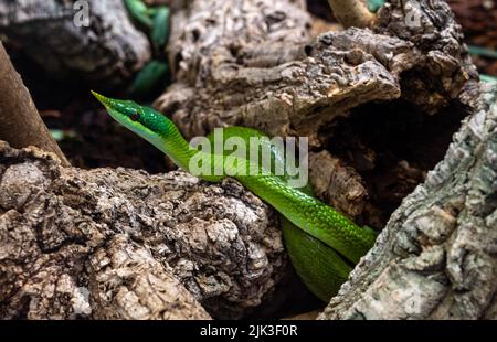 Serpent vietnamien à long nez (Gonyosoma boulengeri) sur une branche, captive, Allemagne Banque D'Images