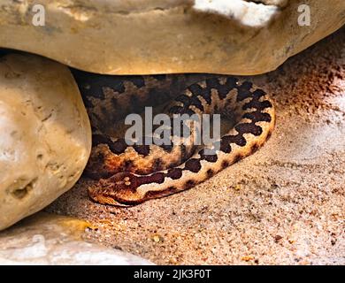 Vipère à cornes, vipère à long nez ou additionneur de sable commun (ammodytes Vipera) Banque D'Images