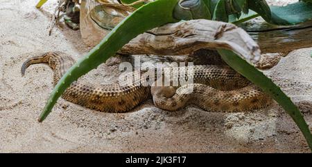 Vipère à cornes, vipère à long nez ou additionneur de sable commun (ammodytes Vipera) Banque D'Images