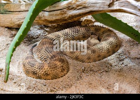 Vipère à cornes, vipère à long nez ou additionneur de sable commun (ammodytes Vipera) Banque D'Images