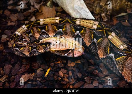 Vipère de Gaboon ou vipère de gaboon occidental (Bitis gabonica), Viperidae. Banque D'Images