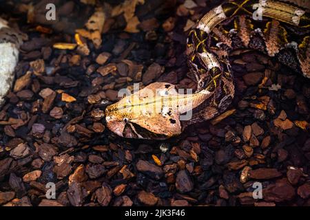 Vipère de Gaboon ou vipère de gaboon occidental (Bitis gabonica), Viperidae. Banque D'Images