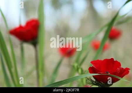 Les fleurs de Calanit fleurissent au printemps Banque D'Images