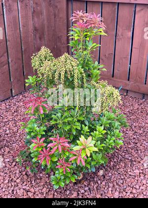 Arbuste de la forêt flamboyante de Pieris fraîchement planté dans le jardin Banque D'Images