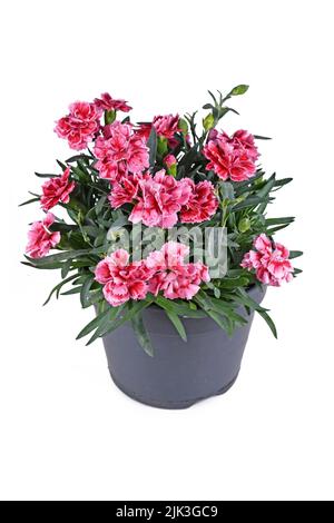 Le Dianthus rose fleurit en pot sur fond blanc Banque D'Images