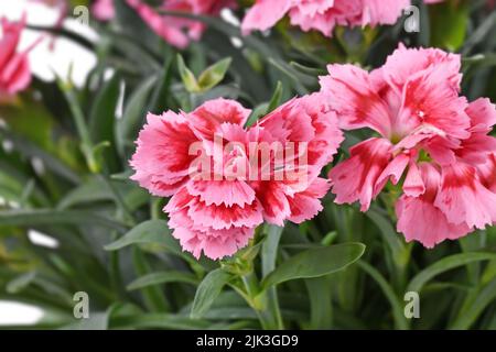 Fleur de plante rose de Dianthus Banque D'Images