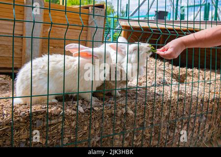 beaucoup de lapins blancs et gris marchent autour de la plume Banque D'Images