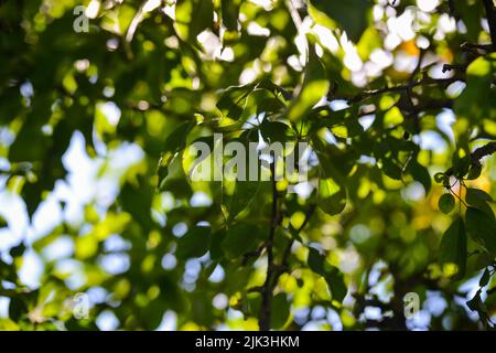 Gros plan sur les feuilles d'arbre vert lors d'une soirée d'été dans la lumière du coucher du soleil qui brille de derrière, créant un beau contre-jour. Banque D'Images