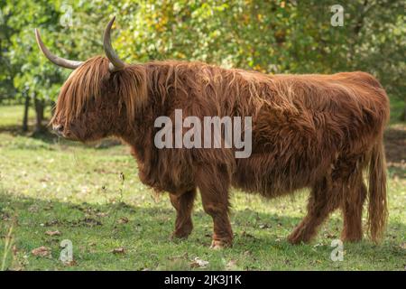 Bétail des Highlands en pâturage au début de l'automne. Alsace, Vosges, France. Banque D'Images