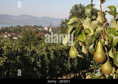 poire verte. pousse en poire plantage. avec vue panoramique sur le lac de constance et les alpes. par beau jour d'été avec ciel bleu Banque D'Images