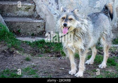 Gros plan d'un chien debout dans une cour à l'aide de vieux marches en béton le jour chaud du printemps en mai. (Le nom du chien est Milo) Banque D'Images