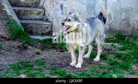 Gros plan d'un chien debout dans une cour à l'aide de vieux marches en béton le jour chaud du printemps en mai. (Le nom du chien est Milo) Banque D'Images