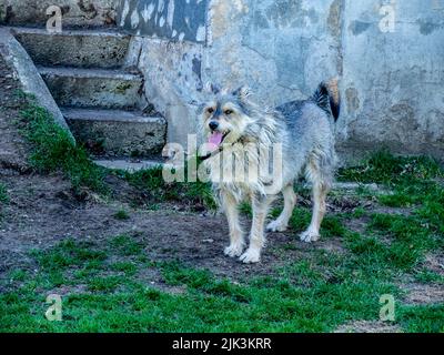 Gros plan d'un chien debout dans une cour à l'aide de vieux marches en béton le jour chaud du printemps en mai. (Le nom du chien est Milo) Banque D'Images