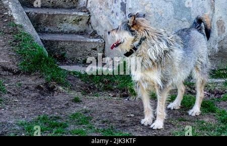 Gros plan d'un chien debout dans une cour à l'aide de vieux marches en béton le jour chaud du printemps en mai. (Le nom du chien est Milo) Banque D'Images