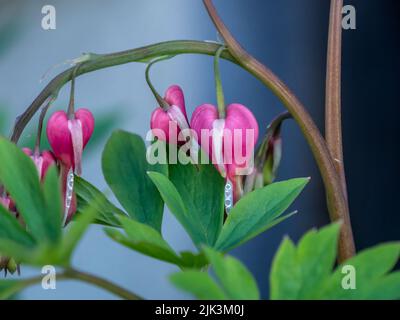 Gros plan des fleurs roses et blanches sur une plante à cœur saignant qui commence à fleurir dans un jardin lors d'une chaude journée de printemps en mai. Banque D'Images