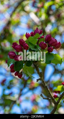 Gros plan de la fleur rose sur un pommier sauvage qui pousse en bordure d'une forêt le jour de printemps ensoleillé de mai. Banque D'Images