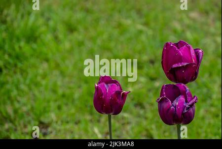 Gros plan de trois fleurs de tulipe pourpre qui commencent à flétrissent dans un jardin le jour ensoleillé du printemps en mai avec un arrière-plan flou. Banque D'Images
