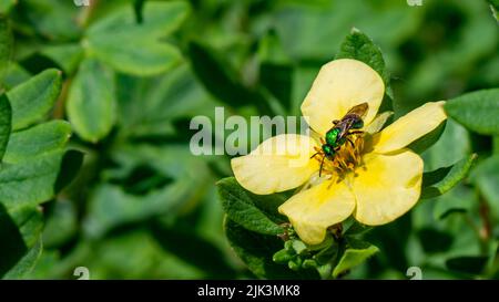 Gros plan d'une abeille sueur métallique verte collectant le nectar de la fleur jaune sur une plante de quinquefoil de shrubby avec des feuilles floues en arrière-plan. Banque D'Images