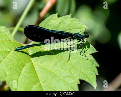 Gros plan d'un damselfly à ailes de bijoux ébène qui repose sur une feuille de plante dans la forêt par un beau jour ensoleillé de juin avec un arrière-plan flou. Banque D'Images