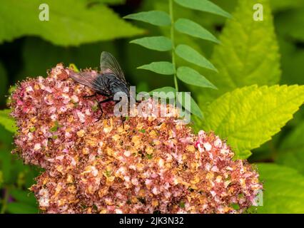 Gros plan d'une mouche de mouche reposant sur les fleurs roses sur une plante sucrée japonaise qui pousse dans un jardin de fleurs lors d'une chaude journée d'été en juin. Banque D'Images