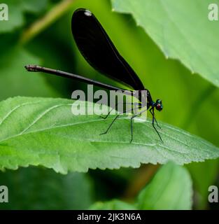 Gros plan d'un damselfly à ailes de bijoux ébène qui repose sur une feuille de plante dans la forêt par un beau jour ensoleillé de juin avec un arrière-plan flou. Banque D'Images