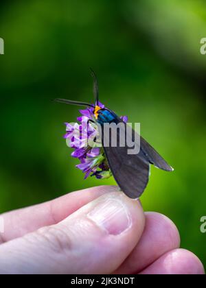 Gros plan d'un papillon de virginie ctenucha qui recueille le nectar d'une fleur pourpre de luzerne qui est tenue dans une main humaine. Banque D'Images