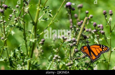 Gros plan d'un papillon monarque reposant sur les boutons de fleurs d'une plante de chardon rampant qui pousse dans un champ lors d'une chaude journée d'été en juillet. Banque D'Images
