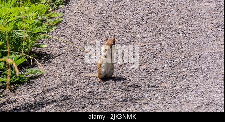 Gros plan d'un chipmunk mangeant des graines d'herbe sur le côté d'une route de gravier lors d'une journée ensoleillée en juillet. Banque D'Images