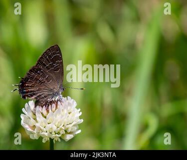 Gros plan d'un papillon ailé de gossamer à queue de fraise collectant le nectar de la fleur blanche sur une plante de trèfle qui pousse dans un pré. Banque D'Images