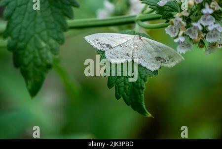 Gros plan d'une petite papillon blanche reposant sur la feuille d'une plante de cataire qui pousse dans un jardin par une journée chaude en juillet avec une arrière-cour floue. Banque D'Images