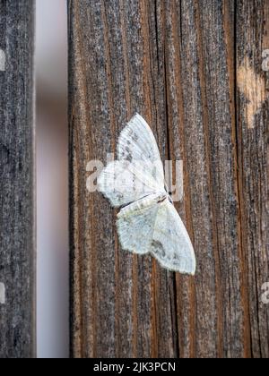 Gros plan d'une petite papillon blanche reposant sur une clôture en bois par une chaude journée de juillet. Banque D'Images