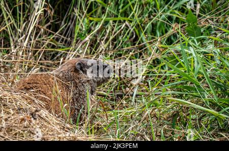 Gros plan d'un porc de fond qui recherche de la nourriture dans la grande herbe dans un champ par une chaude journée en juillet. Banque D'Images