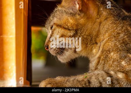 Gros plan Un chat qui dort et qui est assis avec paresse, un animal de compagnie qui est à la tendance dans la société musulmane Banque D'Images