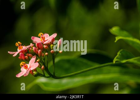 Fleurs et fruits de Jatropha integerrima Jacq, les fleurs sont roses tandis que le fruit est comme des boules vertes, le fond vert flou du feuillage Banque D'Images