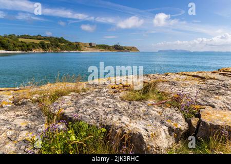 Fleurs sauvages sur l'ancien quai Penmon avec carrière Penmon sur le détroit de Menai, île d'Anglesey, au nord du pays de Galles Banque D'Images