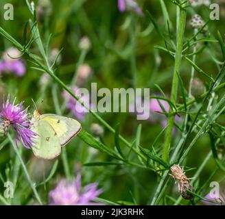 Gros plan d'un papillon de soufre trouble qui recueille le nectar de la fleur pourpre sur une plante de chardon rampant qui pousse dans un champ. Banque D'Images