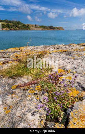 Fleurs sauvages sur l'ancien quai Penmon avec carrière Penmon sur le détroit de Menai, île d'Anglesey, au nord du pays de Galles Banque D'Images