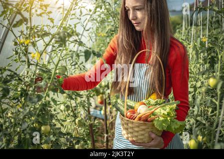 Une jeune femme agronome agriculteur recueille des légumes frais des tomates dans une serre. Les matières premières organiques produits cultivés sur une batterie d'origine Banque D'Images
