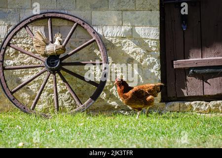 Poulet marchant dans l'arrière-cour contre le mur de briques, scène rurale Banque D'Images