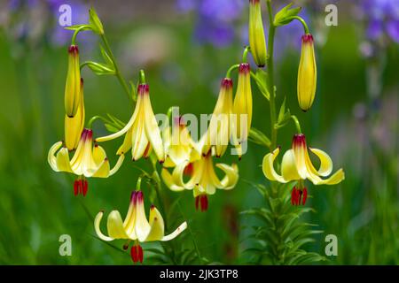 Amaryllis est le seul genre de la sous-tribu Amaryllidinae. La flore Banque D'Images