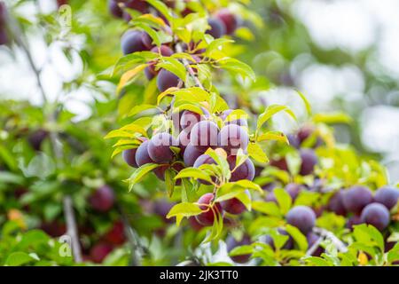 Prune, délicieux pourpre et rose doux fruits sur la branche de l'arbre dans le verger, fruit Banque D'Images