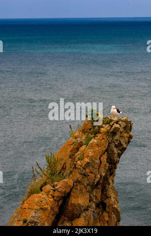 Un mouette solitaire à dos noir perce sur l'une des spectaculaires piles de calcaire Elegug dans le parc national de la côte de Pembrokeshire, au pays de Galles, au Royaume-Uni Banque D'Images