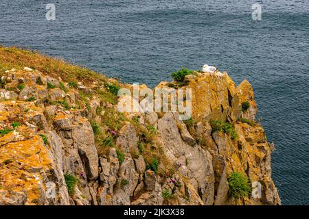 Un goéland solitaire de hareng reposant sur l'une des spectaculaires piles de calcaire Elegug dans le parc national de la côte de Pembrokeshire, au pays de Galles, au Royaume-Uni Banque D'Images